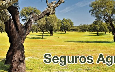 Caja Rural del Sur valora positivamente el respaldo de la Junta de Andalucía al sistema de seguros agrarios