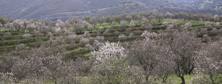 Jornadas en Caja Rural del Sur de Asaja Sevilla sobre el cultivo del almendro y cítricos