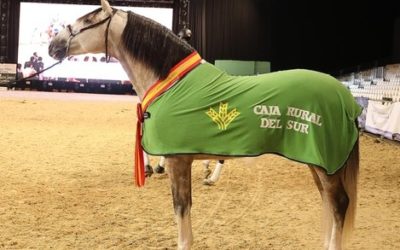 El caballo “Yucatán de Ramos”, Campeón del Mundo en SICAB 2018