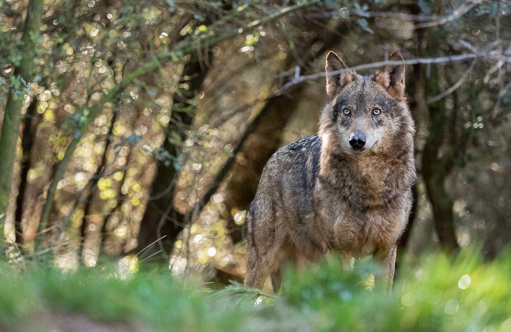 El lobo, especie protegida: como afecta la nueva ley al sector ganadero
